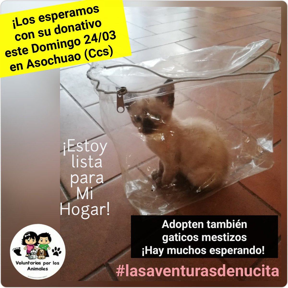 asoc_vpla's tweet photo. Dona #1latadeatún para tantos gaticos rescatados que mantenemos! #NadaesPoco DOMINGO 24/03 HORA: De 10:00am a 12:30pm en ASOCHUAO. Diagonal al #HotelEurobuilding, a lado de la única #BombadeGasolina de Chuao #Ccs Al pasar Rescarven ➡️ 0414.243.10.44 https://t.co/55ap2wJT3u