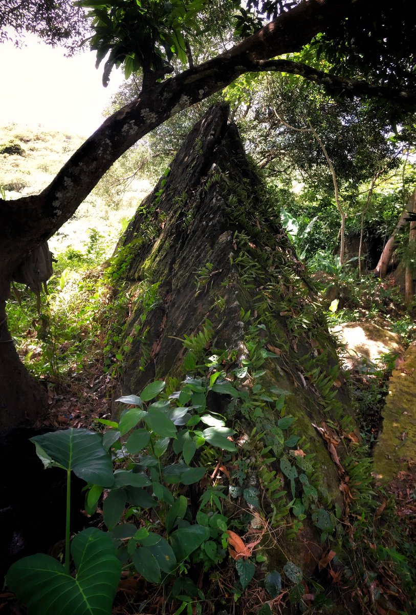 egorsuch's tweet photo. A pyramid in the jungle? Proper Indiana Jones stuff happening here. #FindingStuff #LostGoldofWWII on @HISTORY https://t.co/DKvkESCK6R