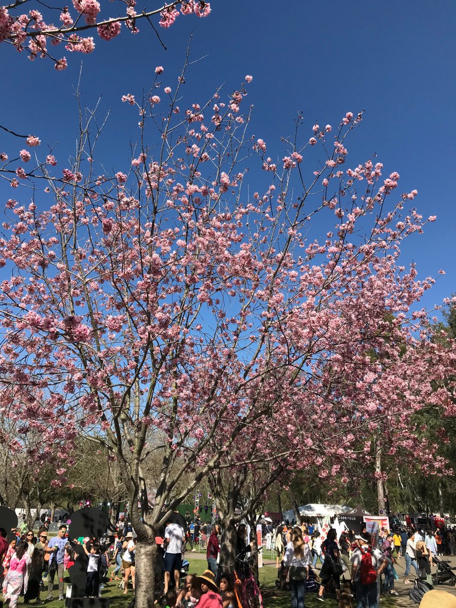SHIMADZU_PR's tweet photo. 【#桜の数珠つなぎ／世界中の桜をご紹介】
第2弾は、アメリカに駐在中の社員から🌸カリフォルニア州トーランスで開催された #cherryblossomfestival 🎉たくさんの屋台とともに、皆で #sakura
を楽しんだようです！

桜を撮って▶️#桜の数珠つなぎ で投稿😆お待ちしています！
#Twitter花見  #occbfest https://t.co/XsCwITw8HF