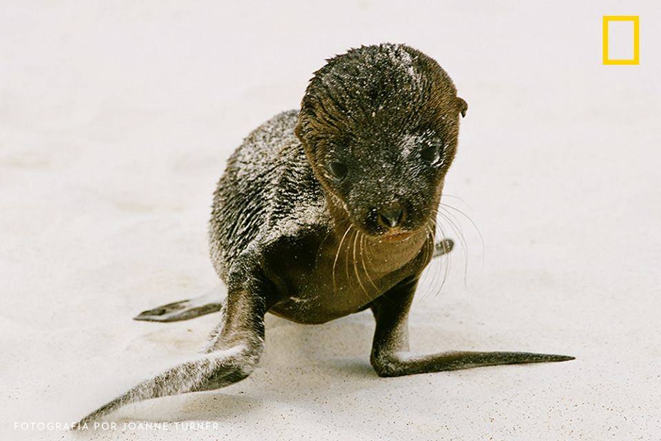 Revistanatgeo Una Tierna Imagen De Una Cria De Lobo Marino