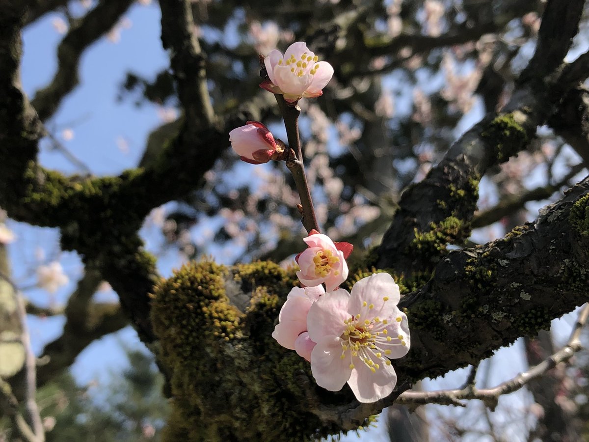 GabaJapan's tweet photo. Beautiful plum blossoms in Kenrokuen, Kanazawa!

#kenrokuen #kanazawa #japantravel #GabaJapan #teachenglishinjapan #eslteaching https://t.co/dA6YUMTby5