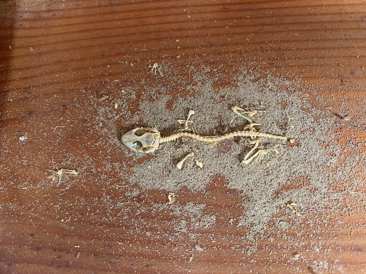 白骨化