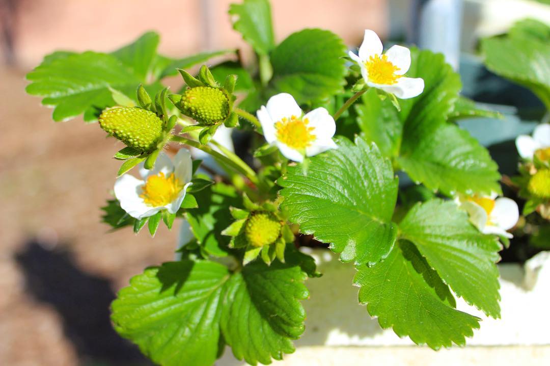 CPPAgriscapes's tweet photo. Guess whatβs growing just in time for our Spring on the Farm Field Trips! π± Have you booked your Spring Field Trip yet? Visit our website to reserve your spot today! You donβt want to miss out on all the Fun on the Farm πππ»β¨
#cppagriscapes #calpolypomona #collegeofag https://t.co/eIIbPJfscI