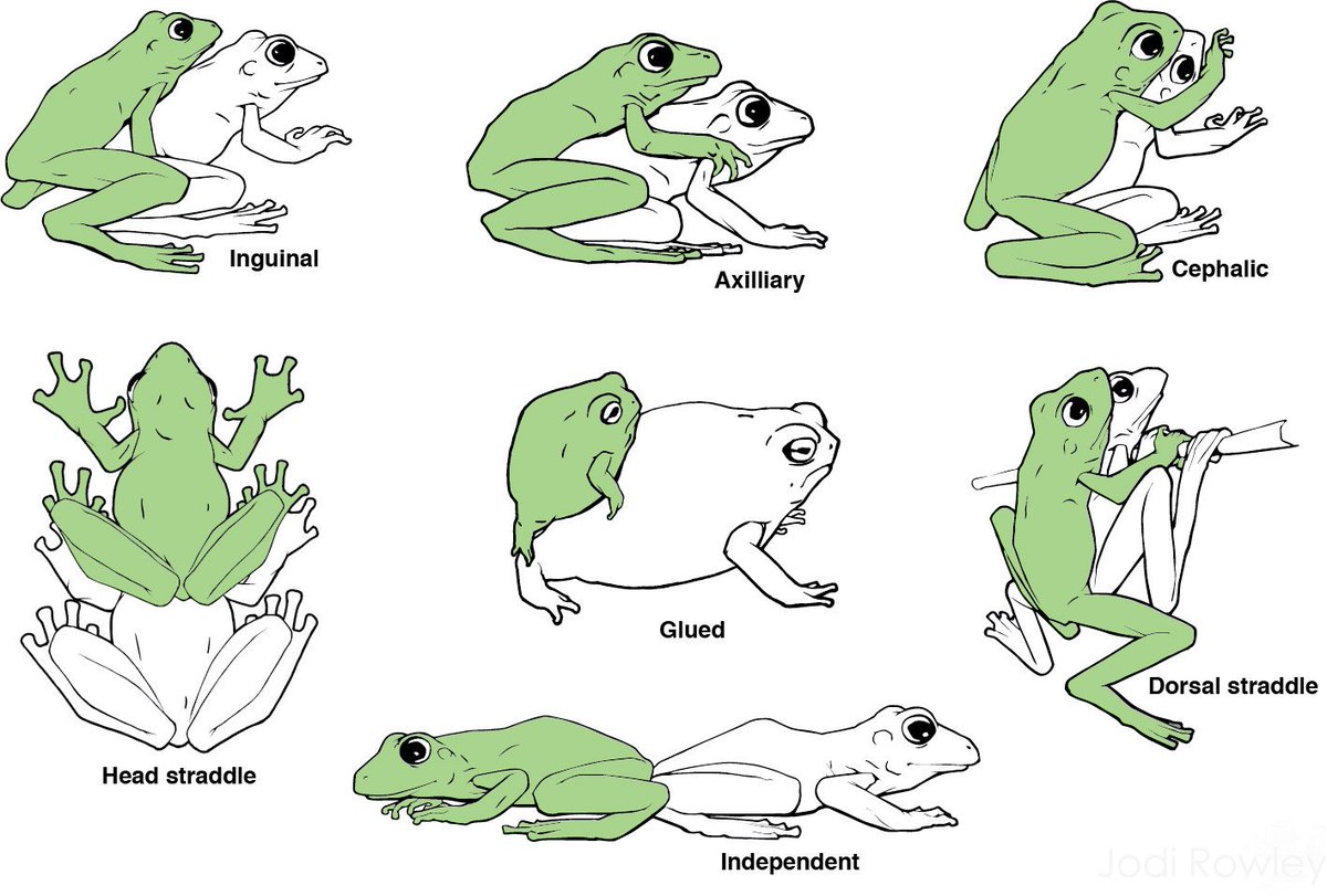 Here are the 7 known frog amplexus (mating) positions