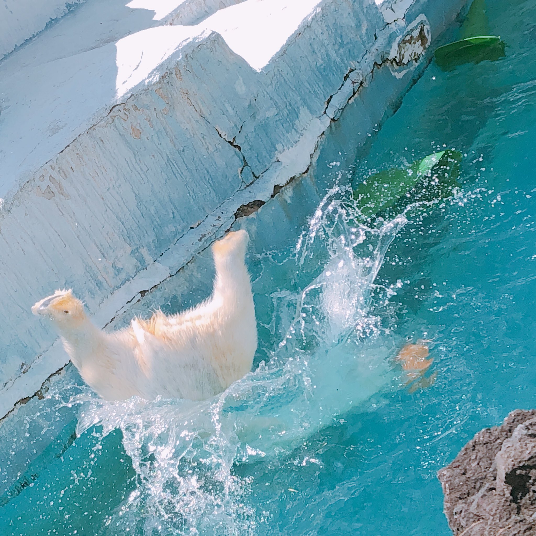 らにあ ホッキョクグマ