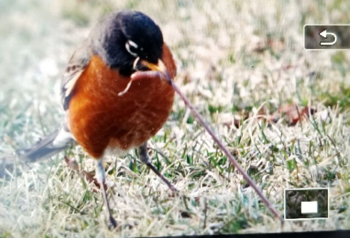 studiogleiser's tweet photo. Almost got the most amazing picture today of a bird having dinner! #close #dinnertime #photography #nature https://t.co/RP4xHXFsVa