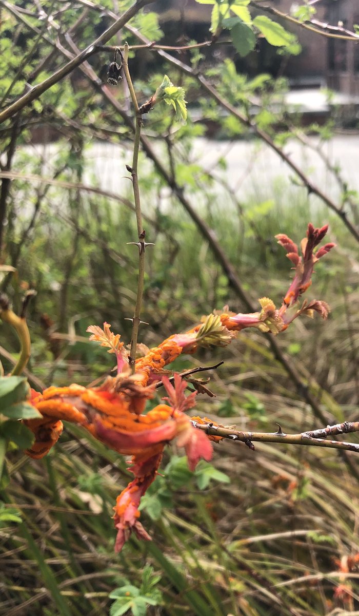 cmse_chicostate's tweet photo. Can you help us identify this plant? Spotted on campus @ChicoState , in a CA native planting area. Crazy looking flower, almost like a snake firecracker🐍 🧨 🌺 @BotanyRules - any ideas? #campuswalk #chicostate #CAnativeplant #mysteryplant #springtimeinChico #nativeplants https://t.co/LoAIY4yqe1
