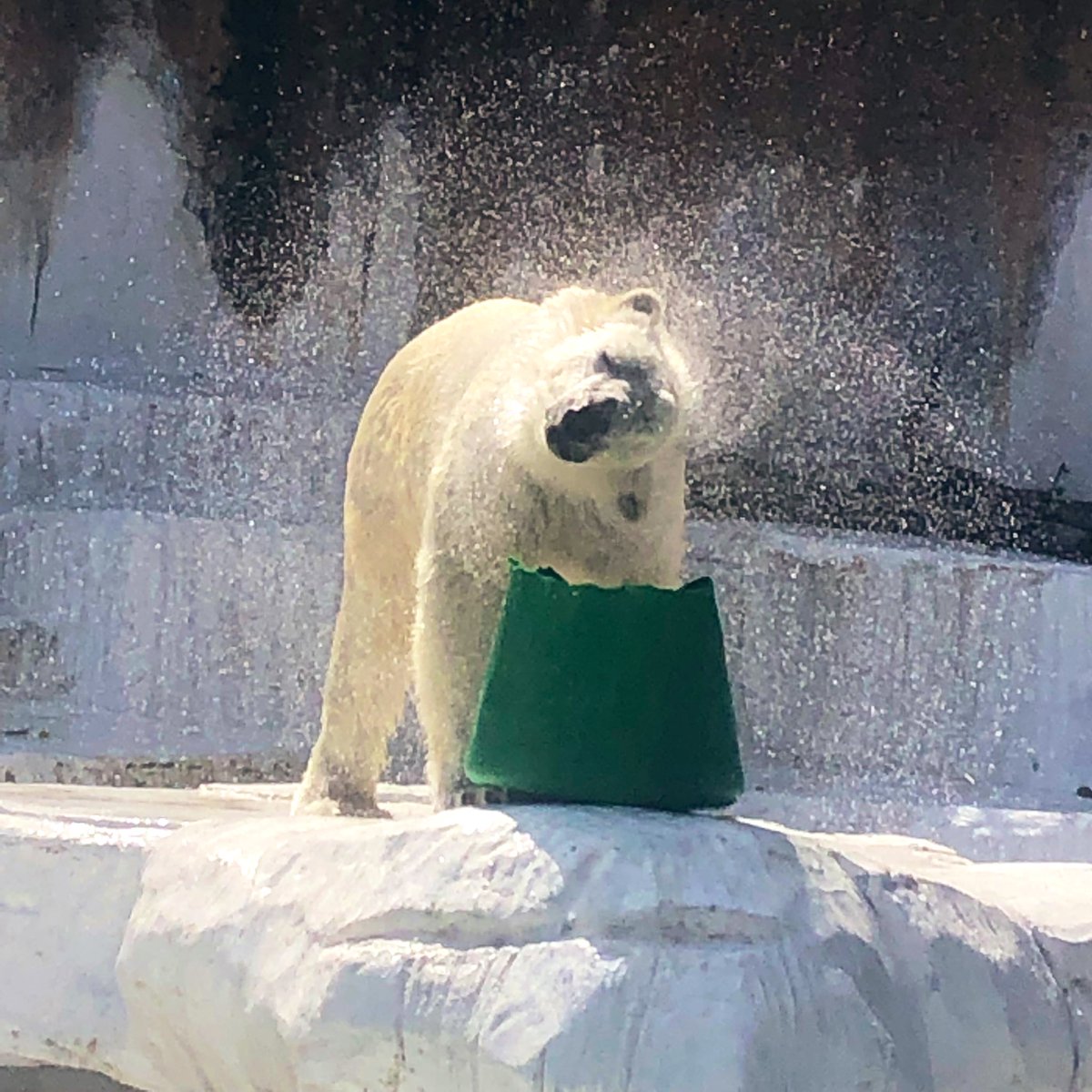 らにあ ホッキョクグマ