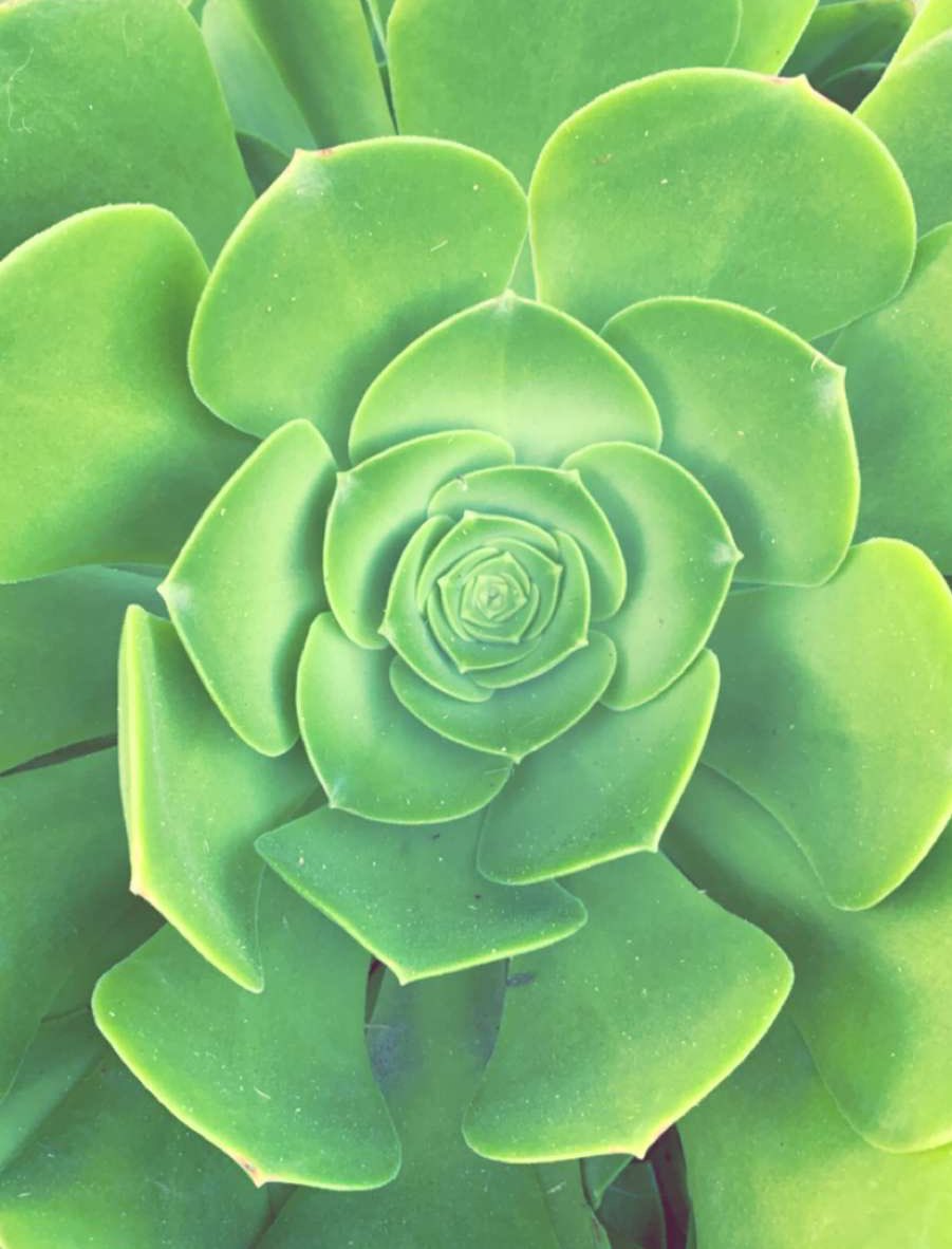 jamflowann's tweet photo. There are so many enormous succulents thriving in SoCal and I am ABOUT IT https://t.co/Abjj63QN4h