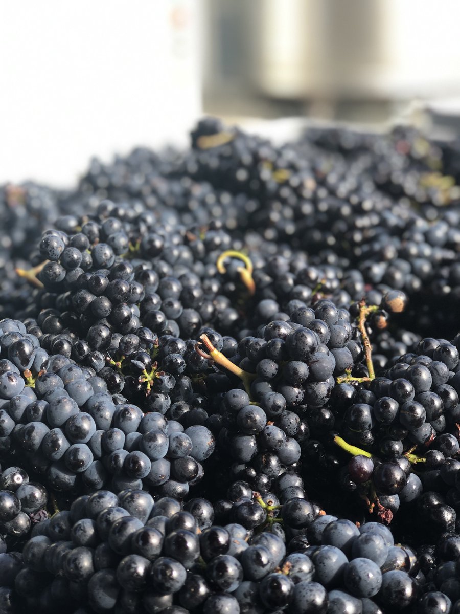 Vintage 🍇 // Rosé, Rosé, Rosé, Oi, Oi, Oi! 🍇🍇🍇
Today is Day 1 of Vintage 2019 for the Amisfield Crew and the fruit is looking fantastic. We've got a great team from all over the world that can't wait to get stuck in #nzv19 #nzwine #pinotcentral