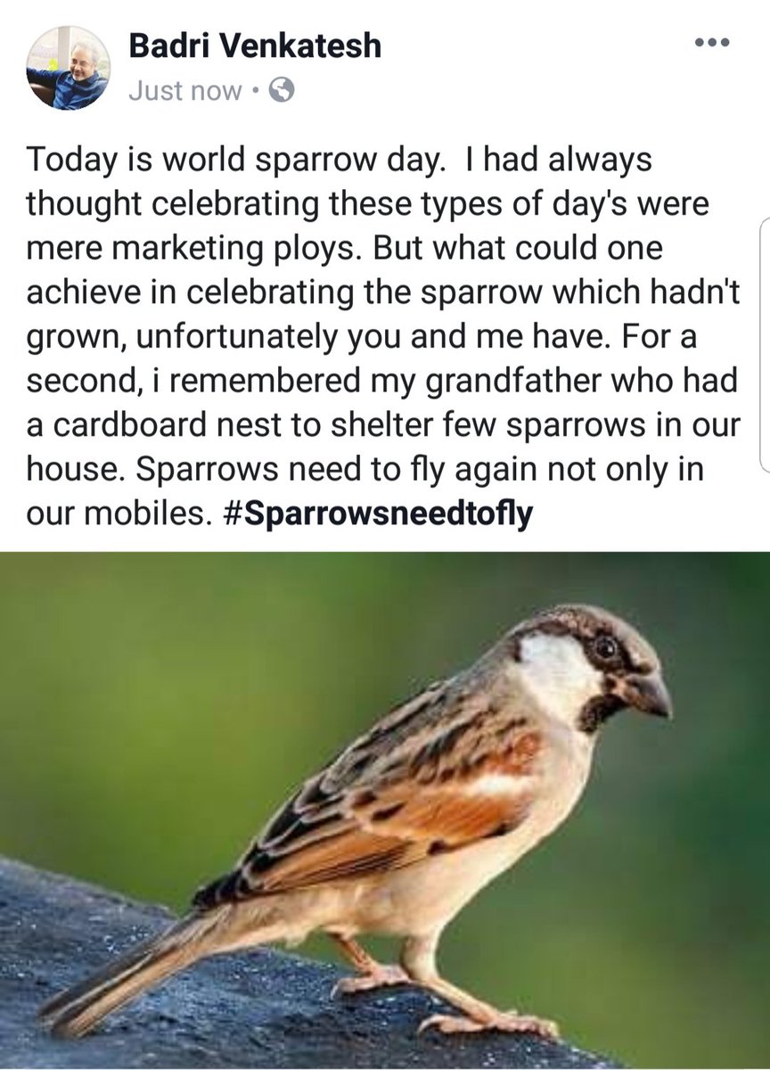 dirbadri's tweet photo. #Sparrowsneedtofly #conservesparrows #coexist #WorldSparrowDay https://t.co/pl1AeZgHmc