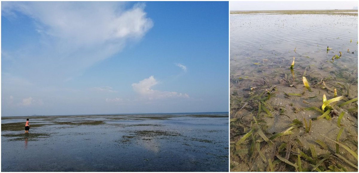 COCC_PSU's tweet photo. Our marine pollution and microplastic team has completed the marine debris survey in the seagrass beds in Libong Island, Trang during March 7-8, 2019. #cocc #coccpsu #marinedebris #seagrassbeds #seagrass #trang #PhDProgram #MScprogram #MACORIN https://t.co/rBnt8HUWEy