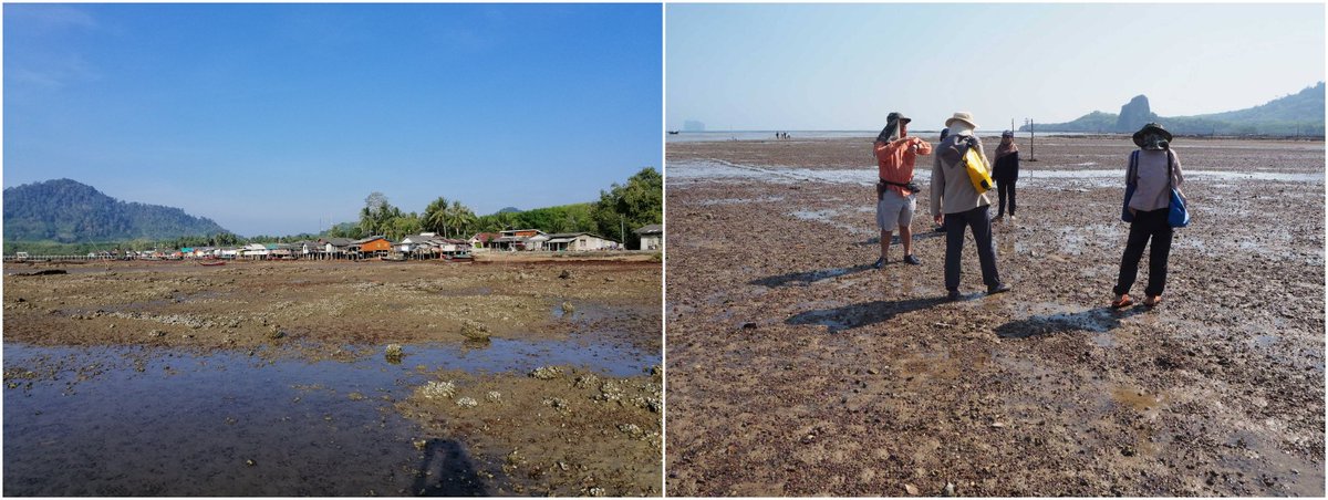 COCC_PSU's tweet photo. Our marine pollution and microplastic team has completed the marine debris survey in the seagrass beds in Libong Island, Trang during March 7-8, 2019. #cocc #coccpsu #marinedebris #seagrassbeds #seagrass #trang #PhDProgram #MScprogram #MACORIN https://t.co/rBnt8HUWEy