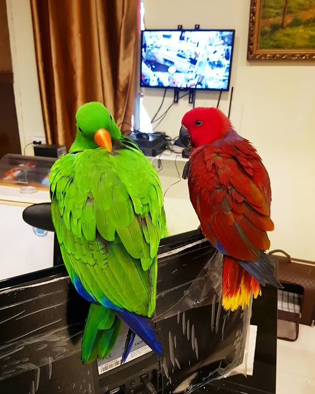 birdsofcebu's tweet photo. This is how I my office has become my happy place. Where these two are, I am happy.

I'm also glad that Omega's stress bars are molting away and the orange in his beak is finally getting that visible orange glow.

#birdsofcebu 
#XBLoC
#MajesticWings

#birdsofig #birdsofinsta… https://t.co/8pGZY3ONil