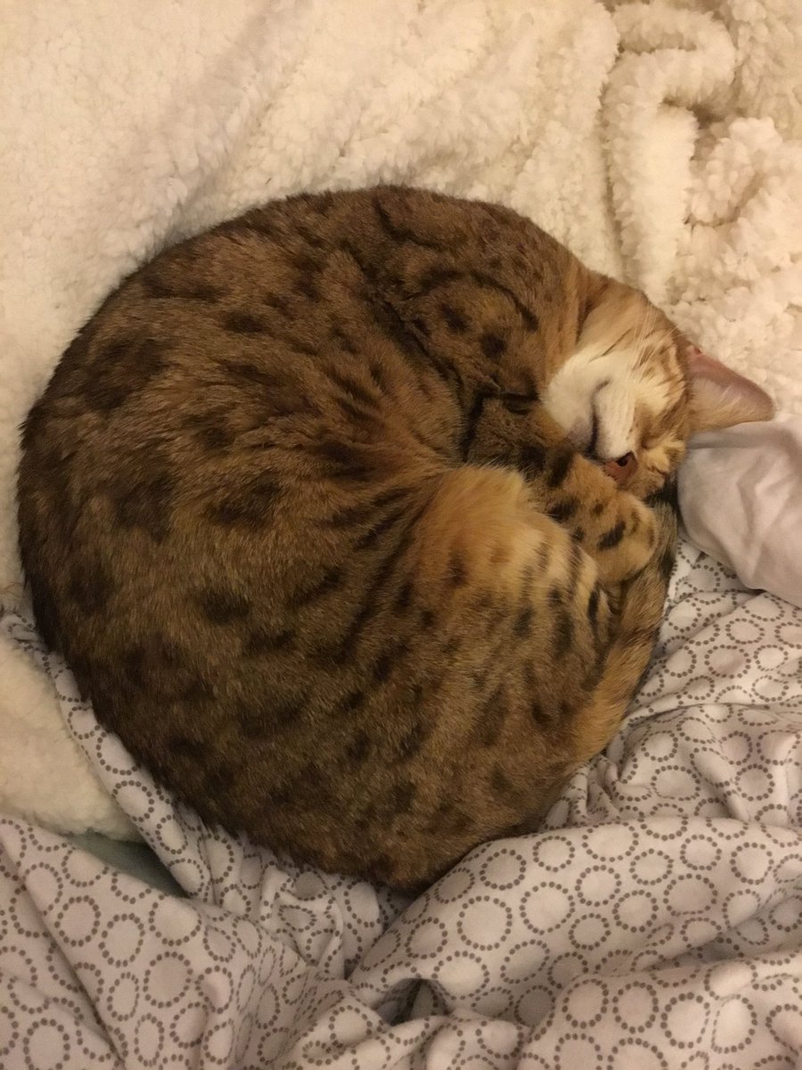 Mayathebengal's tweet photo. I’m the queen of naps 🐱❤️💤. #cat #catsarefamily #cats #catsofsg #catsrule #bengal_cats #bengalkitty #SleepingBeauty #animals #CuteCats #animalovers #adorable #comfy #nap #nappingcat #catsofinstagram #catsoftwitter #TuesdayMotivation #catoftheday #AdoptDontShop #catpics #Love https://t.co/IwzKUo6joJ