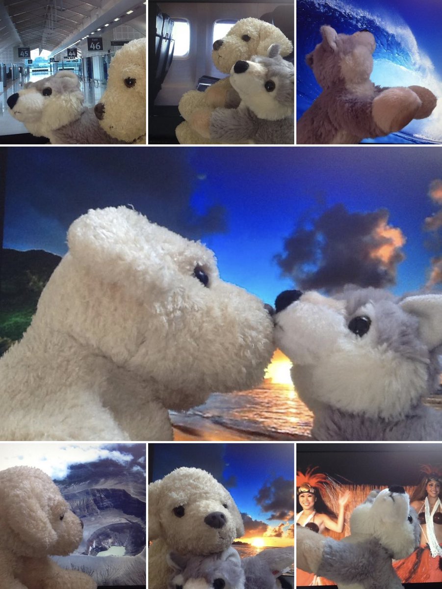ginamariefordLA's tweet photo. That time your daughter had a wedding ceremony for two stuffed animals... so you used her naptime to stage their elaborate Hawaiian honeymoon...
#fluffyandroquefortgetmarried
#volcanotours #hulalessons #sunsets #surfing @MicWoods312 https://t.co/YWVQ6p8yqd