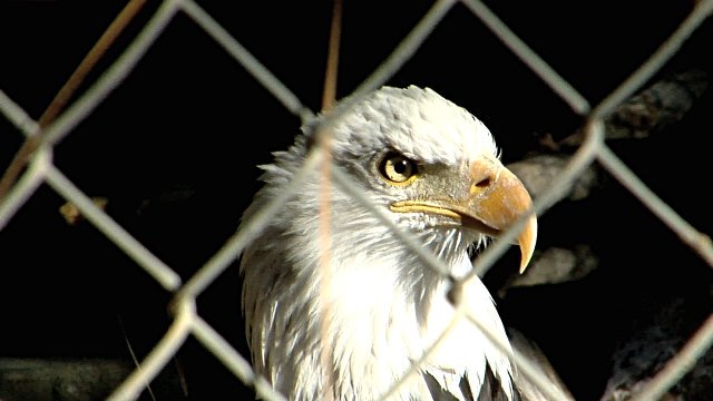buzy263's tweet photo. "Some birds are not meant to be caged, that's all. Their feathers are too bright, their songs too sweet and wild. So you let them go, or when you open the cage to feed them they somehow fly out past you." - Stephen King
@MlamboVukile @KPuwai @jiantloaded @GillianKaroline https://t.co/Roa2kksFJ6