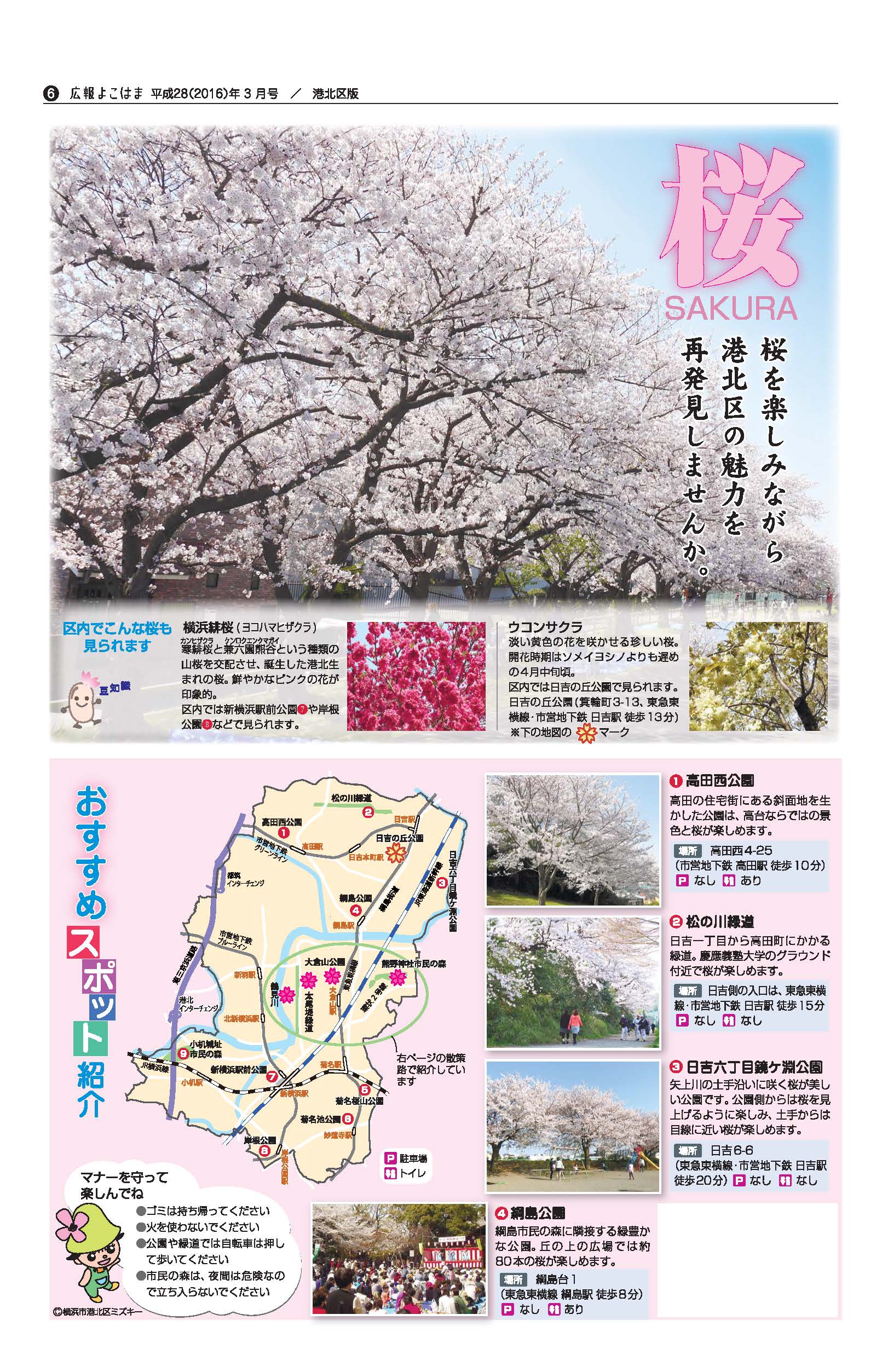 横浜市港北区役所 ミズキーの公園紹介 お花見編 港北区 の 桜 の開花状況です 綱島公園 は少し咲き始めていましたが 太尾堤緑道 などはほとんどつぼみの状態です 新横浜駅前公園 では ヨコハマヒザクラが見頃を迎えていました 横浜