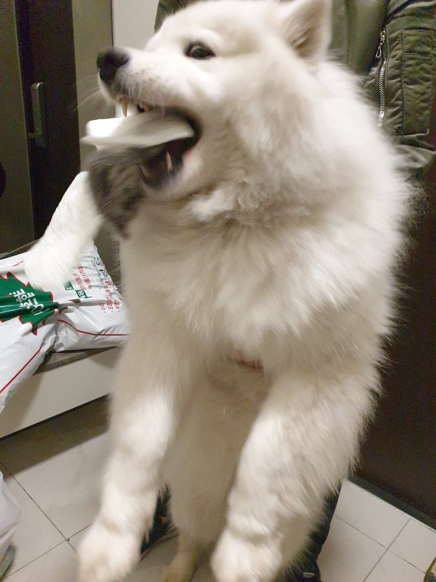 polarsom's tweet photo. 장보고왔더니 장바구니뒤져서 냉큼 샤워타올을 훔쳐가다가 걸렸다. 가져갈거면 앞으로 스스로목욕하십시오. https://t.co/PRIT8qZ1pl