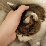 元気モリモリご飯パワーに関連する2件のまとめ Togetter