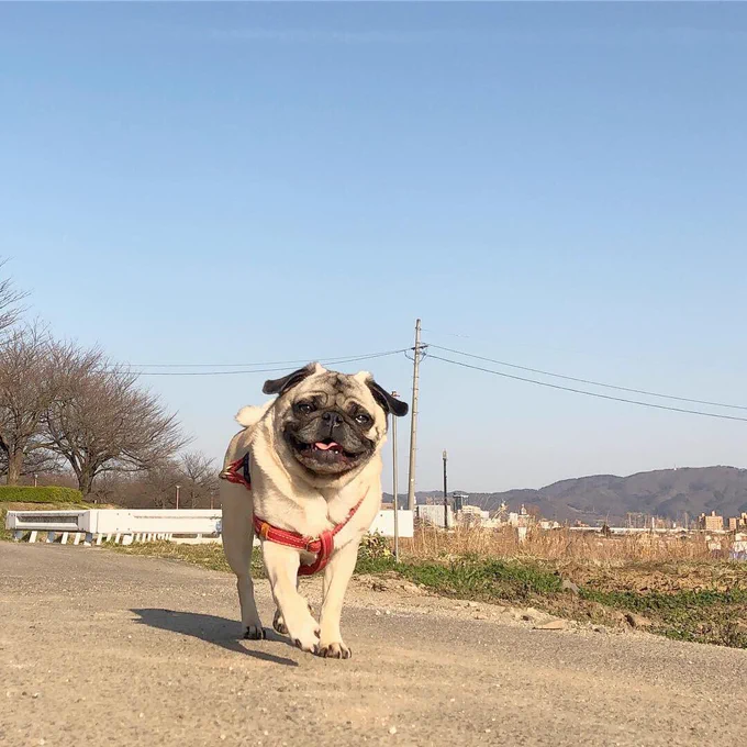 暑かったけどゴキゲン散歩〜
ふがれすから来た海くんというパグさんに会いました。可愛かった〜❤︎幸せそうでよかったねぇ 