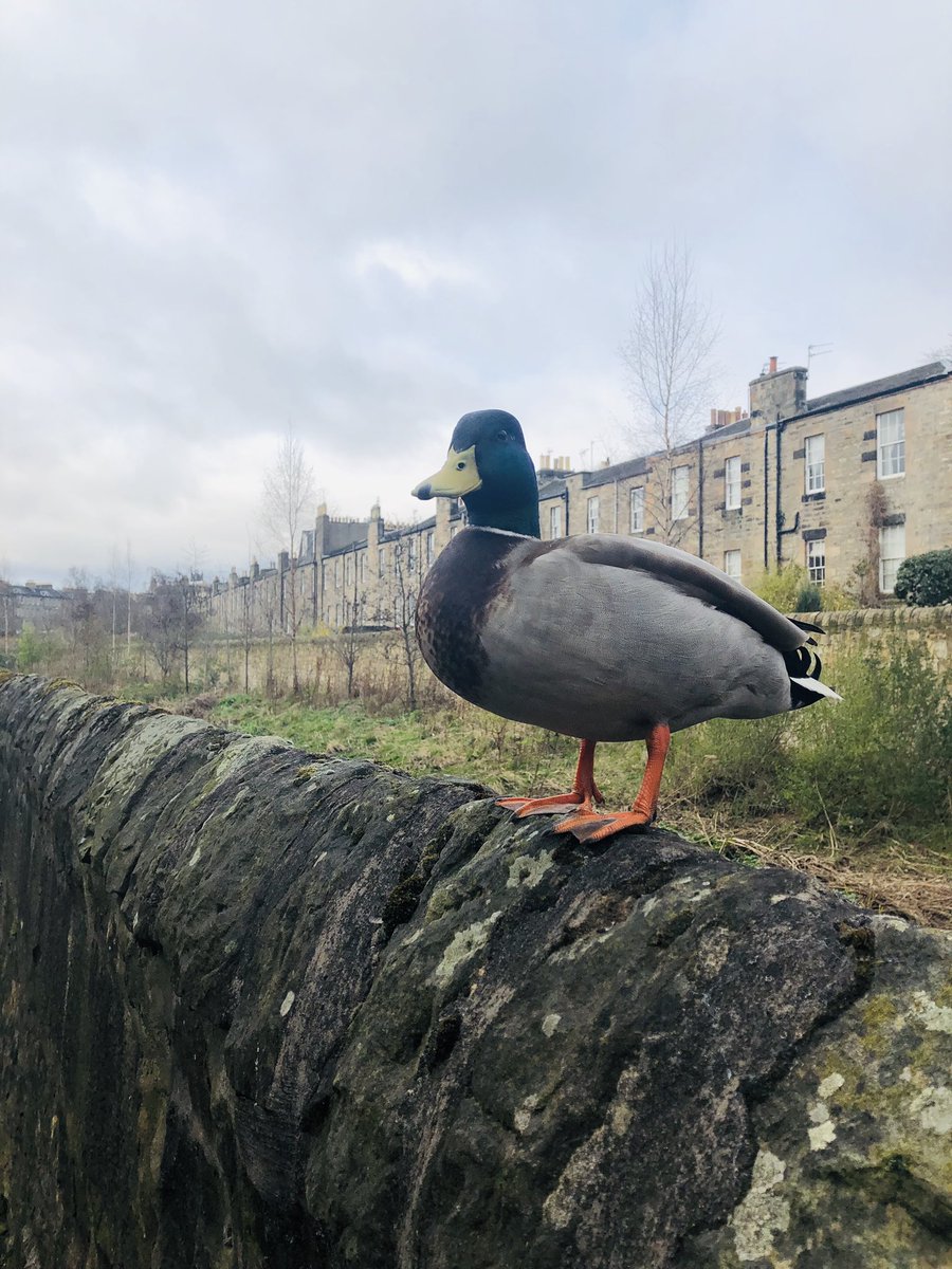 It’s #InternationalDayOfHappiness2019 today. It’s often the small things that make you smile and improve your mood. This marvellous mallard atop a wall on the Water of Leith did just that this morning.