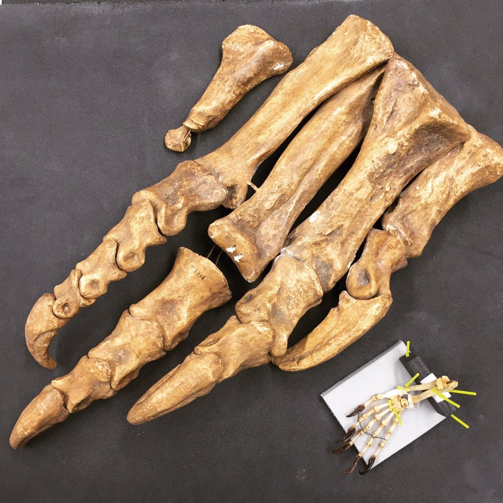 nautilusnat's tweet photo. Major mani pedis in the lab today! The Perentie ‘hand’ looks tiny compared to the Plateosaurus foot! #conservation #manipedi #dinosaurs #reptiles #ComingZOOn https://t.co/kyNJ3tn3f9