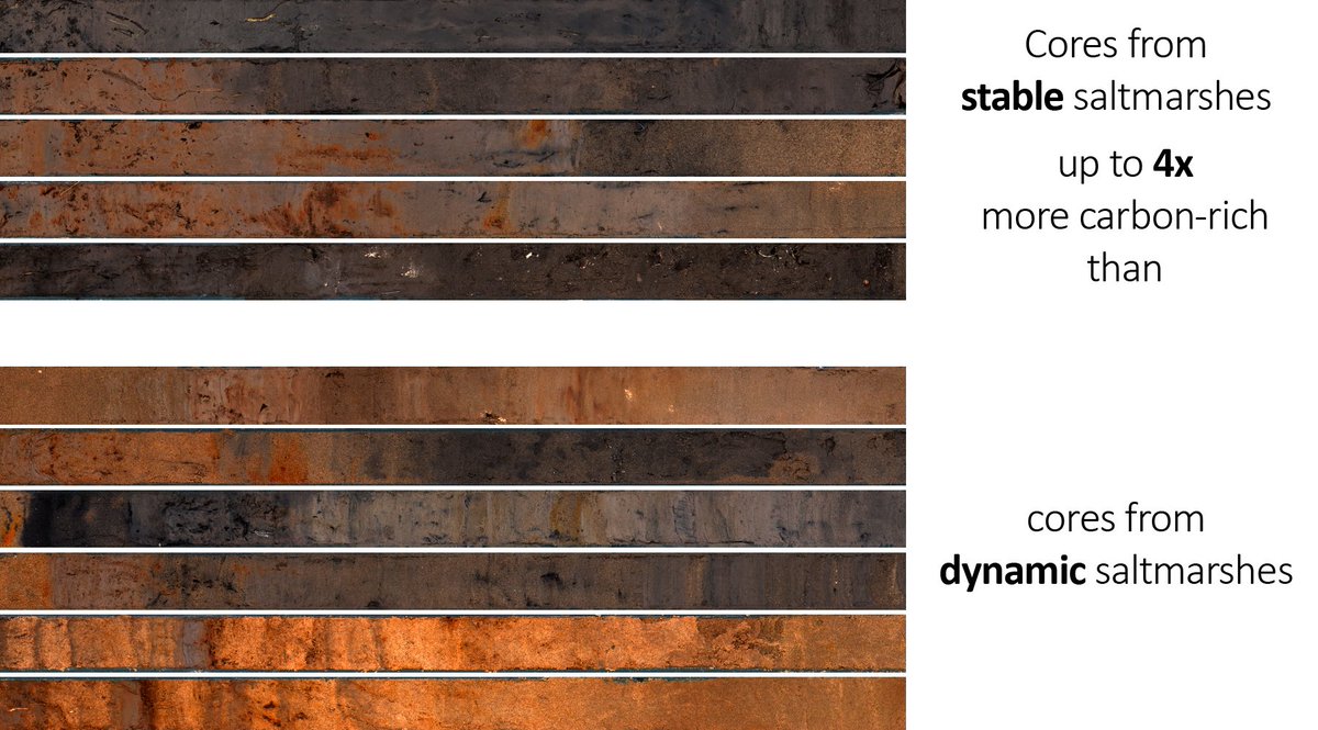 Our research shows that saltmarshes from  #Welsh estuaries can be quite dynamic, sometimes eroding away and then reappearing in a cyclical manner. However, these highly dynamic marshes are less reliable carbon stores, and lock away up to 4 times less carbon than stable marshes.