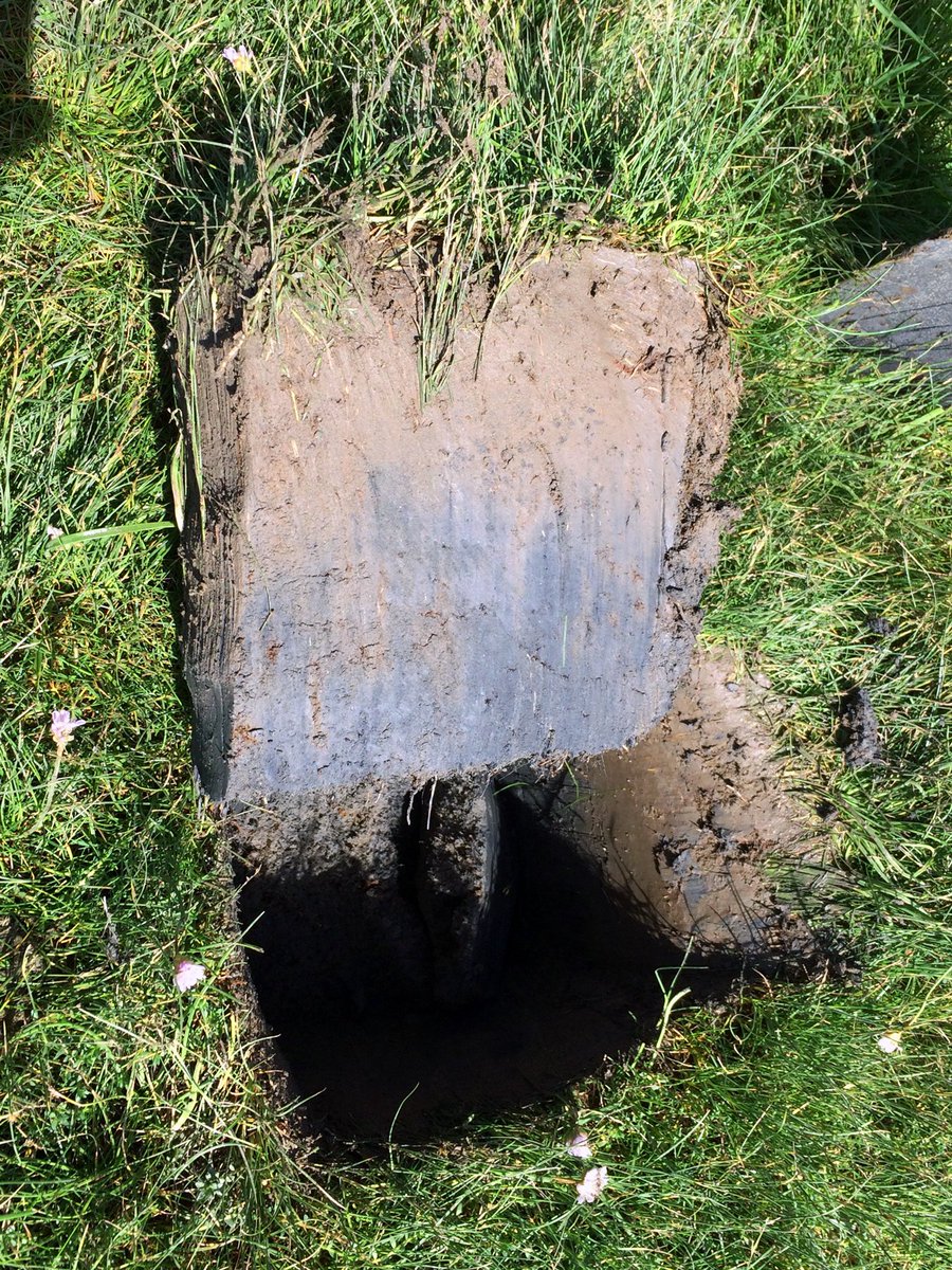 As the  #saltmarsh platform rises, it buries roots, shoots & other organic matter, whose  #carbon, rather than being released into the atmosphere via decomposition, gets locked away. That’s why marshes are considered efficient carbon stores, and a means to mitigate  #climatechange