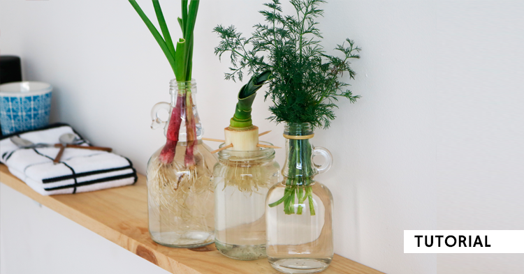2ndfunniest's tweet photo. ENVERDECE TU CASA ¿Sabías que puedes rebrotar vegetales en agua? ¿Y que encima queda precioso reutilizando envases de cristal? 1er capítulo de la serie sobre SUPRARECICLAJE con @LaFinestraSC dedicada a seguir exprimiendo la vida de los envases que usamos ✊https://t.co/m9gnf0s6gt https://t.co/sdqXlyf0Zg