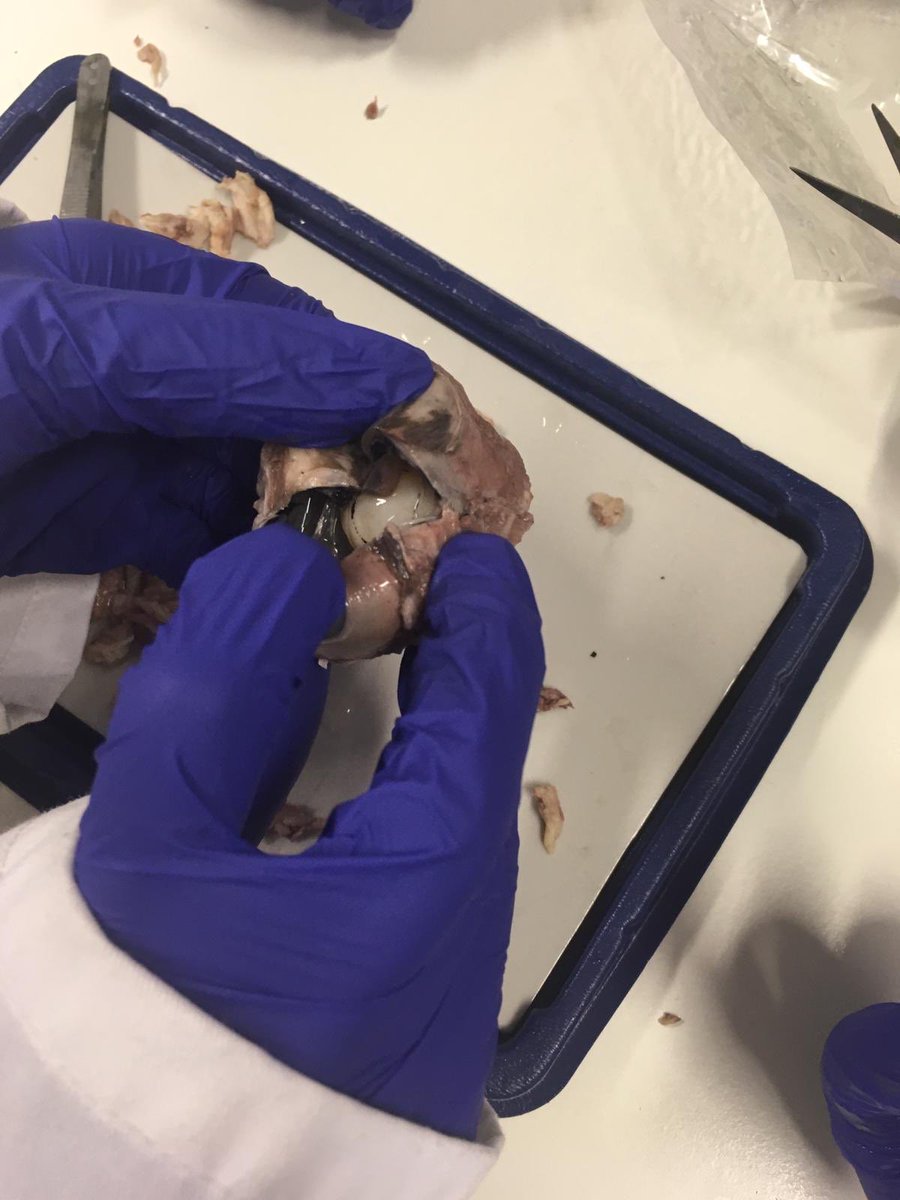 ScienceHab's tweet photo. Eye dissections today! Miss Cowley showing her year 10 how it’s done #dissectiontime https://t.co/EVr9czfqOc