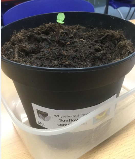 Baby sunflower! Each class <a href="/Whyteleafe_sch/">Whyteleafe School</a> is growing a sunflower to see which class can grow the tallest! 3M's sunflower is off to a great start!! <a href="/Whyteleafe_comp/">Whyteleafe Computing</a> 🌻 #Sunflower #Growing #WhyteleafeSchool