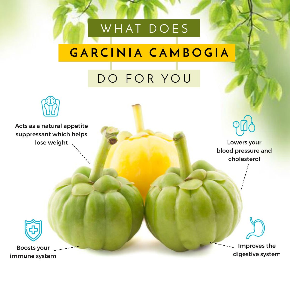 A Popular Weight-Loss Supplement... #GarciniaCambogia #TheUltimateFruit #HealthBenefits Shop Now @ bit.ly/2FdNLdJ