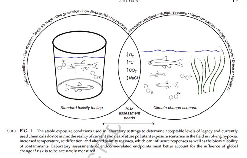 smbrander's tweet photo. Excited about this figure in our #almostpublished chapter on #endocrinedisruptors and #climatechange ... but am also wondering how many times it's kosher to reuse this #Menidia outline I drew in #gradschool ? #academiclife #adobeillustratorfan https://t.co/H4lBVjfIrm