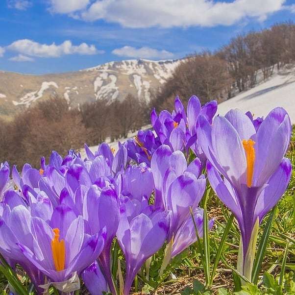 CamoscioSibilla's tweet photo. Salendo per Palazzo Borghese. Montemonaco. Foto di @simonegatto80 #camosciosibillini #appennino #sibillinimountains #montisibillini #sibillininationalpark #mountainsview #mountains #lamerosse #mountainscape #sun #lagodipilato #landscapephotography #landascape_lovers #risorgi… https://t.co/1A9L8iLvxv