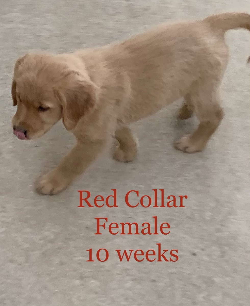 Xaotuuun's tweet photo. Looking for an AKC Golden Retriever puppy? Let me know! 😊 these are the last three available puppies! @omcarmbar https://t.co/xioYO8d31X