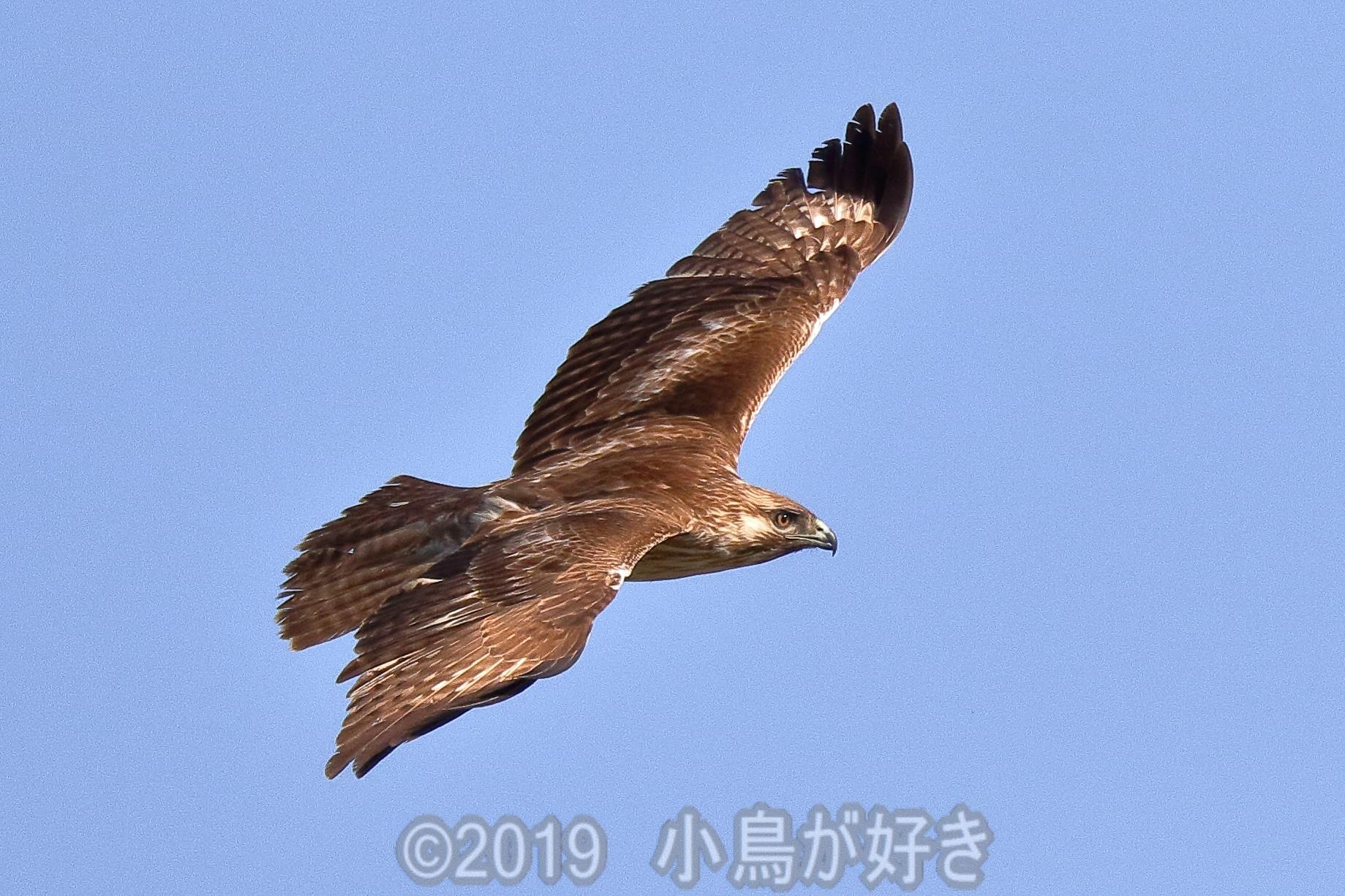 Cute Bird かわいい小鳥 今日は ノスリがよく遊んでくれました ノスリ