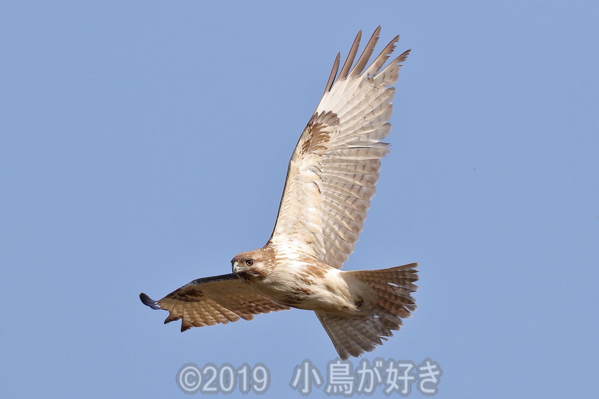 Cute Bird かわいい小鳥 今日は ノスリがよく遊んでくれました ノスリ