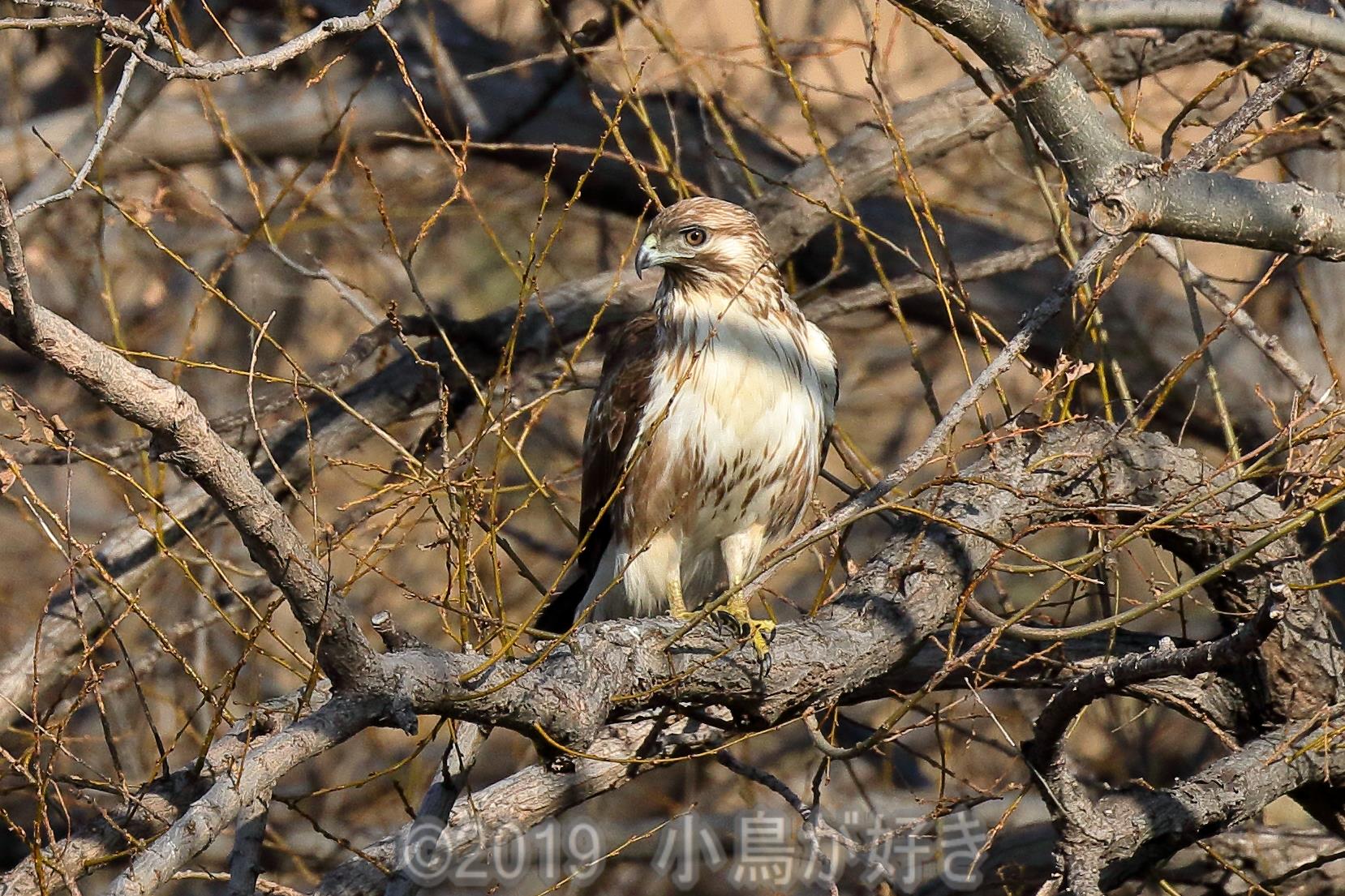 Cute Bird かわいい小鳥 今日は ノスリがよく遊んでくれました ノスリ