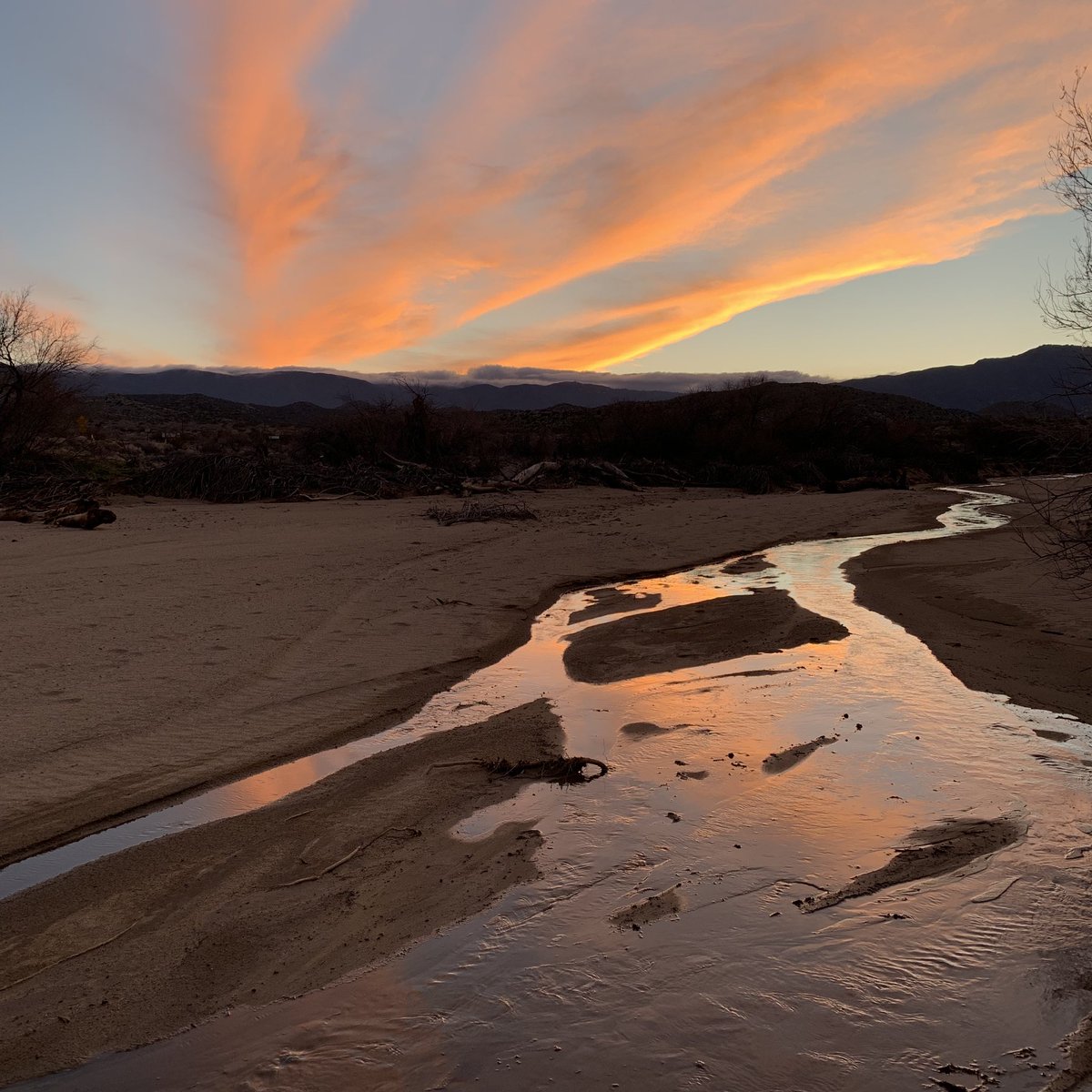 San Felipe Creek is still flowing at Scissors Crossing in @AnzaBorregoPark! What an amazing year to be an aridland aquatic ecologist!
.
#anzaborrego #sanfelipecreek #intermittentrivers #IRES #DryRivers #1000IRP #wetyear #superbloom