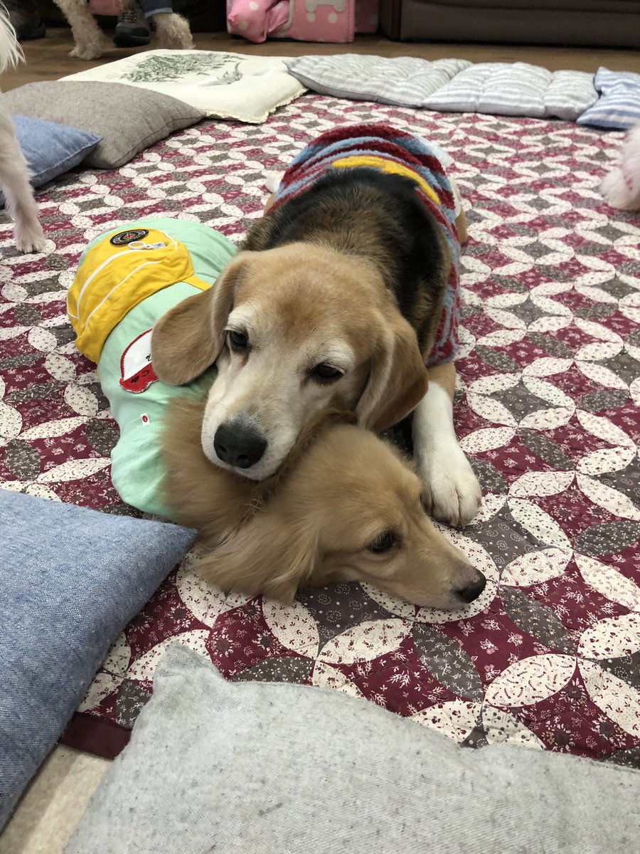 保護犬カフェ 堺店 A Twitter サクラは今日もネネを枕に お休みタイム ネネちゃんはとっても優しい 性格のお姉さんなので 他のワンちゃんに蹴られようが 踏まれようが怒りません 怒ってもいいんだよ サクラ ビーグル 5歳 ネネ ミニチュアダックス 6歳 保護犬カフェ 堺店 A Twitter サクラは今日もネネを枕に お休みタイム ネネちゃんはとっても優しい 性格のお姉さんなので 他のワンちゃんに蹴られようが 踏まれようが怒りません 怒ってもいいんだよ サクラ ビーグル 5歳 ネネ ミニチュアダックス 6歳