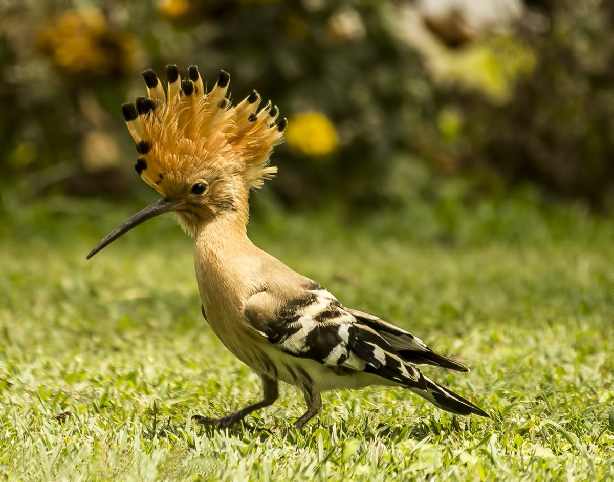 goheritagerun's tweet photo. #wildlifewednesday Besides it's natural
scenic allure, #Ooty the home of our upcoming
#runcations offers a chance for you to watch #birds
and bisons right from the opening of your tents at
our campsite accommodations!
https://t.co/ijYX8O4BQz #indiarunning #runnersofindia #run https://t.co/JsmYPQ9SbU