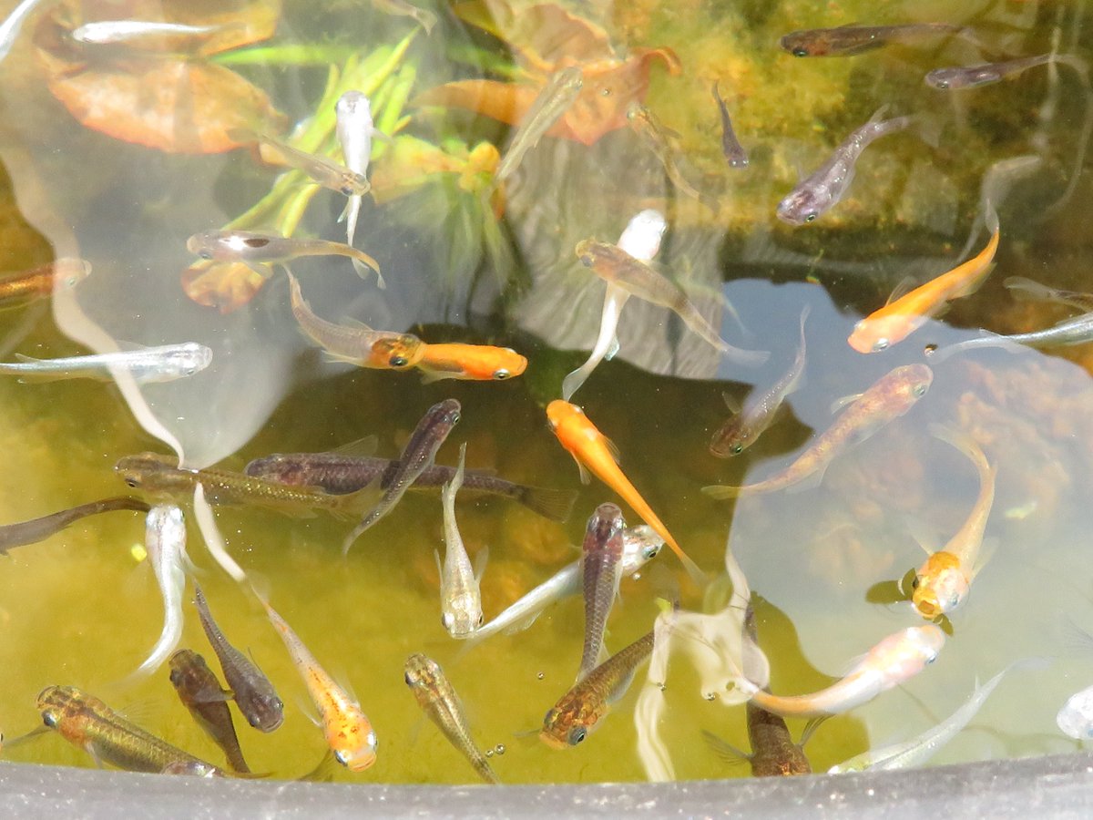 混泳 混泳