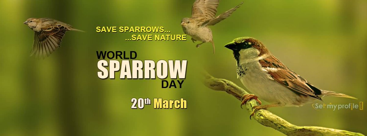 Happy World Sparrow Day 🌿🐦

'To become a sparrow you don't have to be a crow.'
#SavesparrowSaveNature 🍁
#Sparrows #WorldSparrowDay2019