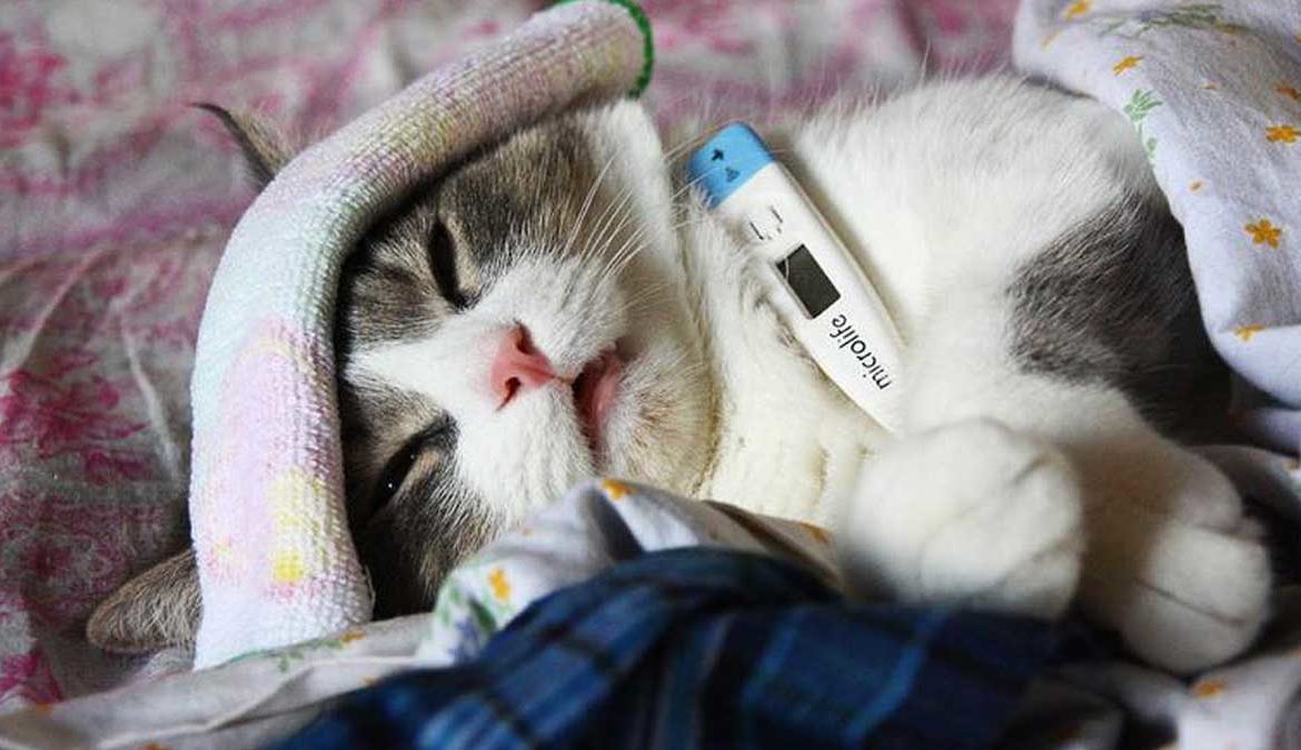 Котенок с градусником