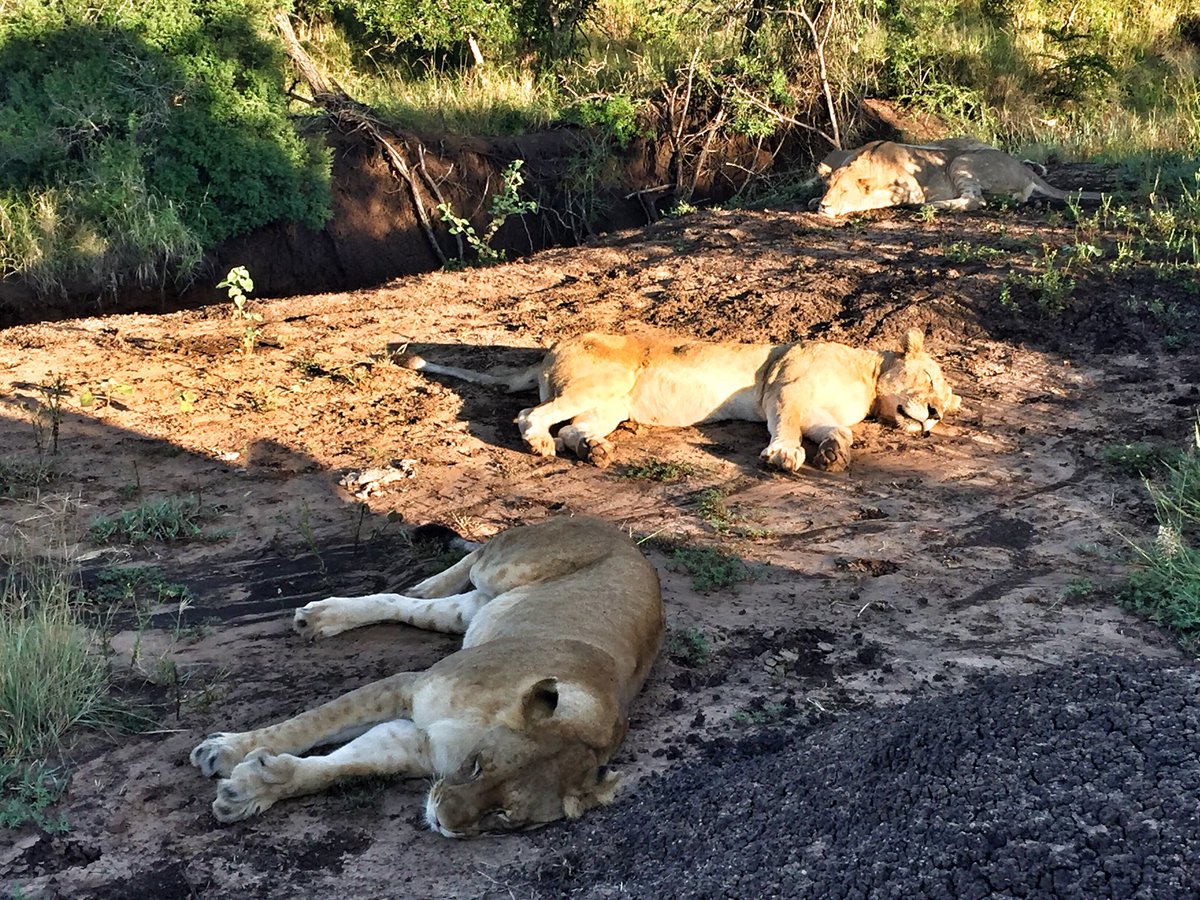 Ray_Leathern tweet media