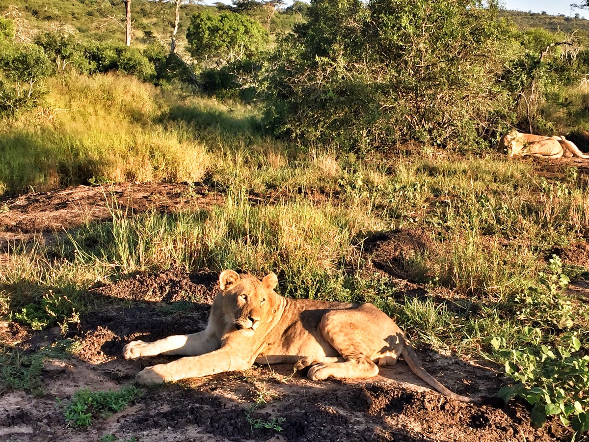 Ray_Leathern tweet media