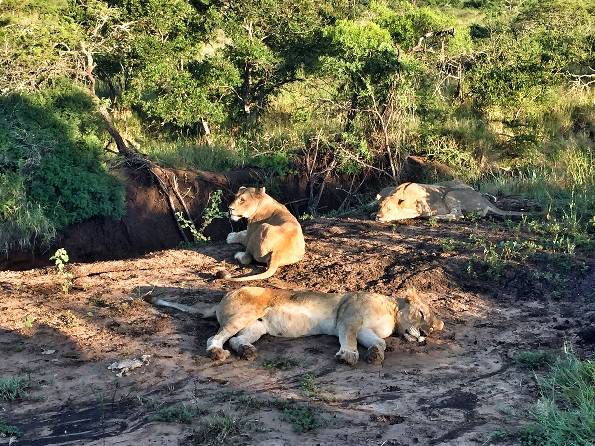 Ray_Leathern tweet media