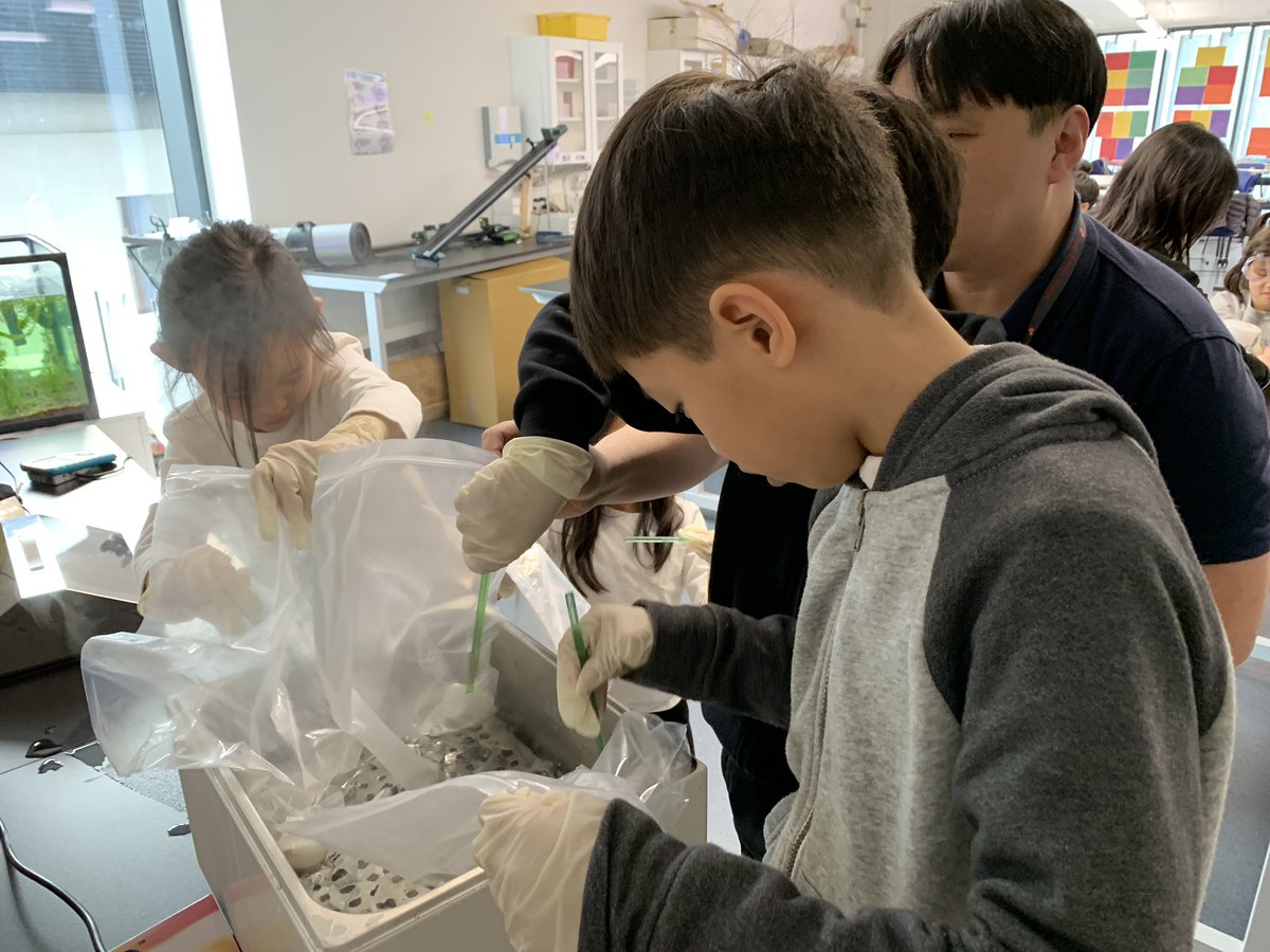 KatherineMBaird's tweet photo. @SFS1912 our inspirational #seoulforeignhigh science teachers at it again, supporting our science inquiries with their expertise and access to cool resources. Budding scientists investigating reversible and irreversible matter #handsonlearning #ibpyp https://t.co/SaF9hzWvjJ