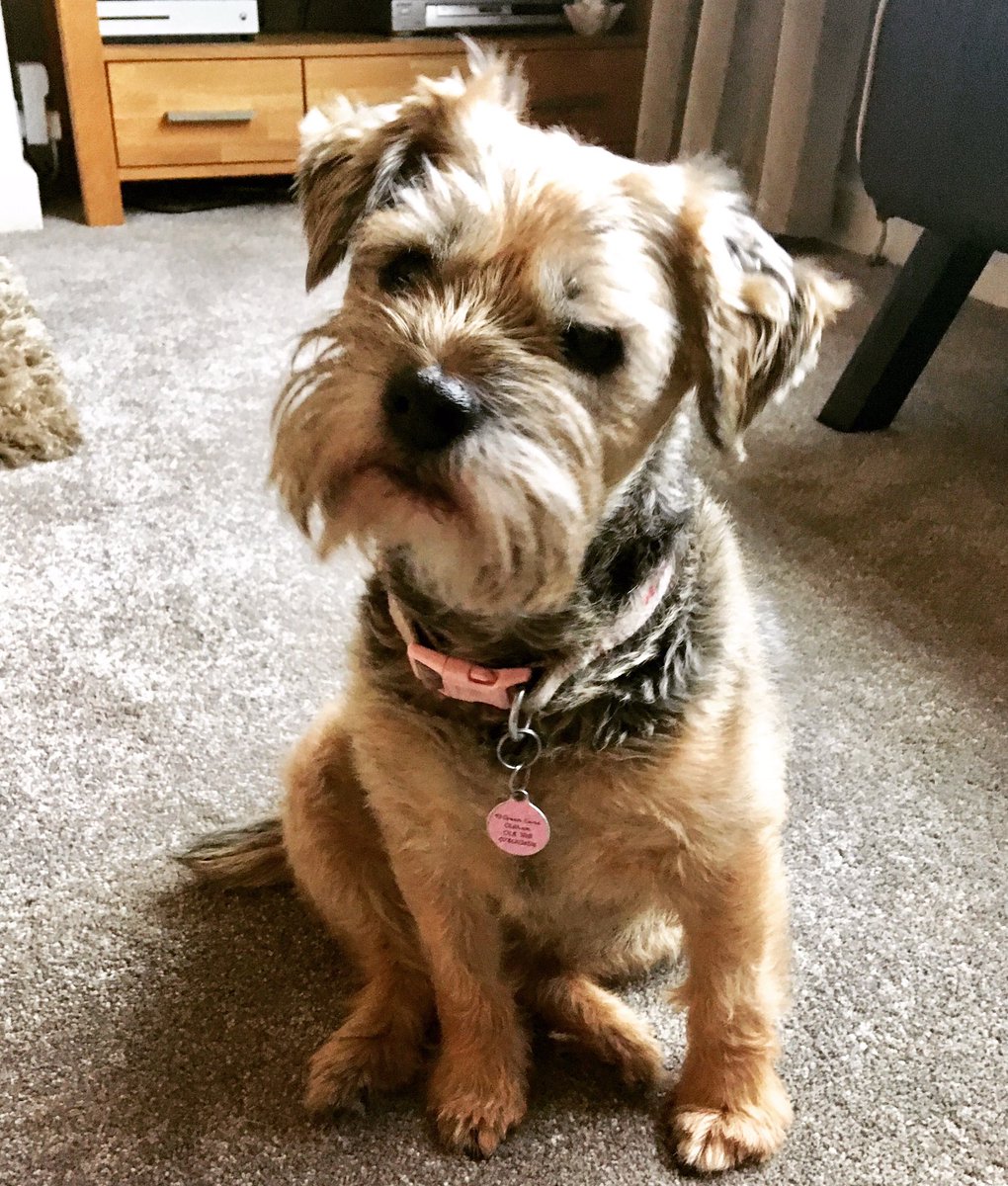 WendywooOgden's tweet image. On #InternationalHappinessDay here’s mine #rubydog #dolphins #dolphinsingreece #boywonder #greece